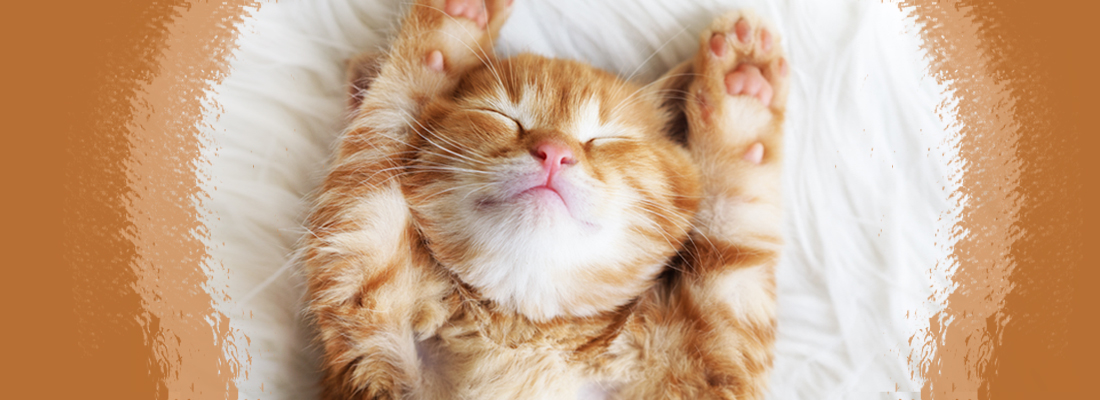 little cat so cute